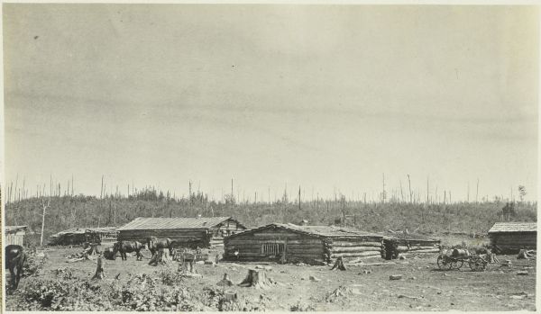 View across clear cut area towards horses grazing near log cabins at Camp One Lumber Camp, north of Chicago Bay.