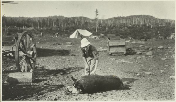 One of the boys posing with Biddy the pig, who is lying in the road at Camp One Lumber Camp.
