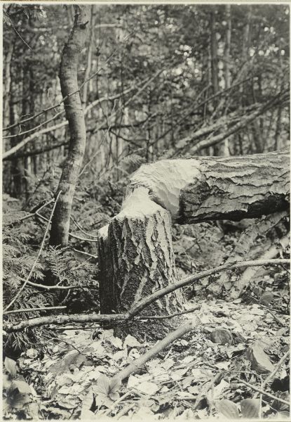 A tree that was felled by a beaver.