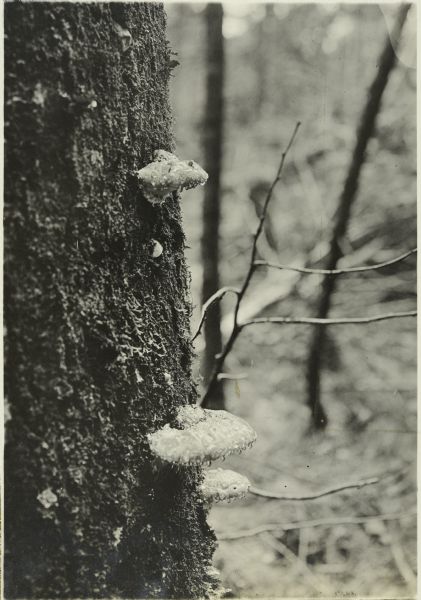 Fungus growth on the bark of a tree.
