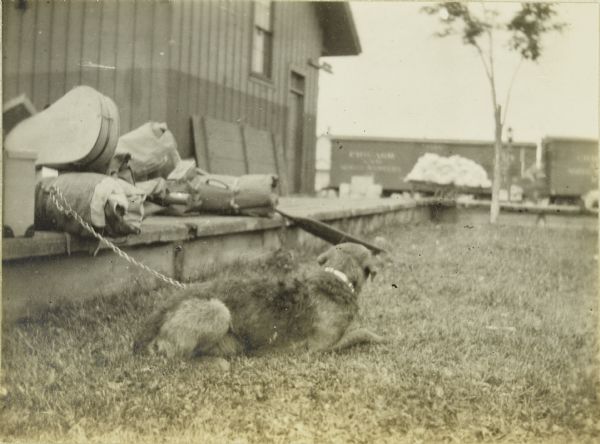 Carl Greene's dog Nimrod resting on the grass in Watersmeet. There is a chain on his collar, and The Gang's travel supplies, including a cased mandolin, are on a platform behind him.