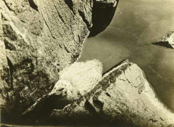A young bird in a rock crevice on Rocky Island. The island is on Rainy Lake.