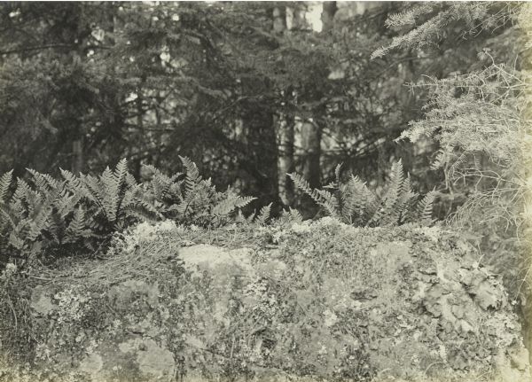 Ferns, rocks, and foliage near Kabetogama Lake.