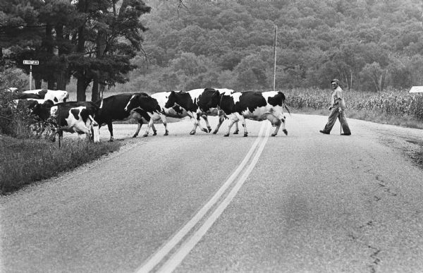 Tony Vielhuber picking up the tail of his 32 cattle on Highlow Road near Rock Springs.