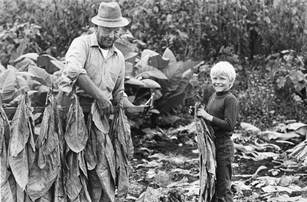 Albert Hammes, of West Salem, and his young helper standing in a field spearing picked tobacco on stakes to be dried in the barn.