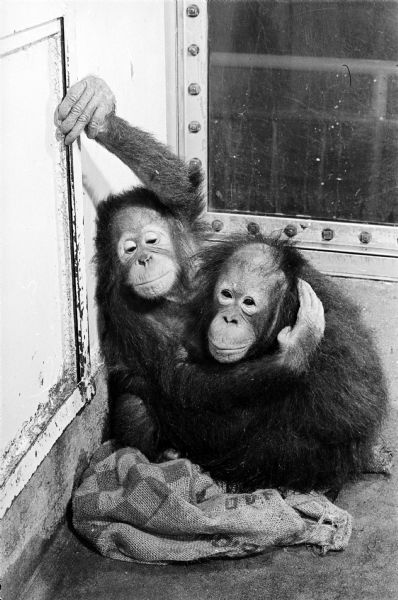 Two orangutans clinging to one another inside an enclosure at the Vilas Zoo.