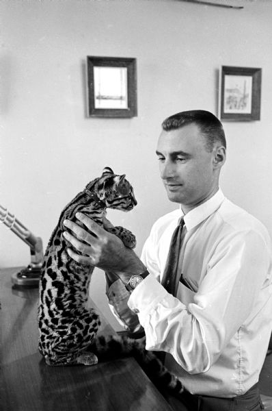 Don Haack, co-manager of Robert Haack Diamond Importers, holds a four-month old male ocelot found in a South American jungle after its mother was shot by natives.