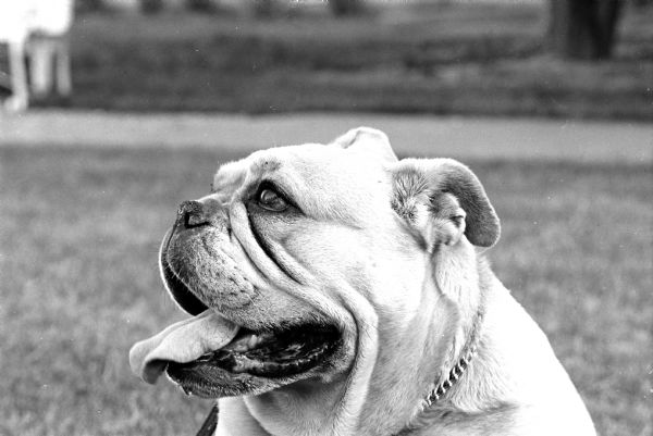 Princess, an English bulldog owned by Mrs. Byron Myhre, was an entry in the Badger Kennel Club's annual all-breed show and obedience trials.