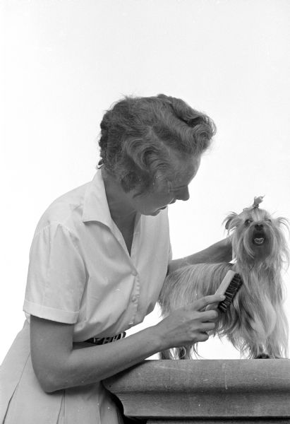 Virginia Holtz of Middleton spruces up her Yorkshire terrier for the annual Badger Kennel Club all-breed show and obedience trials.