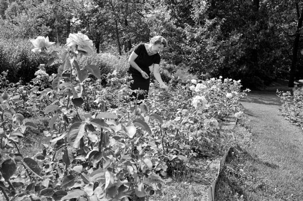 Mrs. O.B. Orth of Middleton, a nationally accredited flower show judge and a rose judge, is shown in the midst of a rose garden while inspecting flowers.