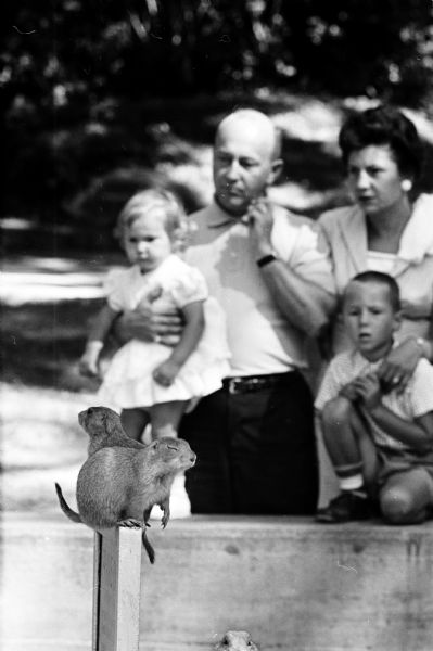 A family watching the prairie dogs at the Vilas Park Zoo, a popular summer pastime in Madison.