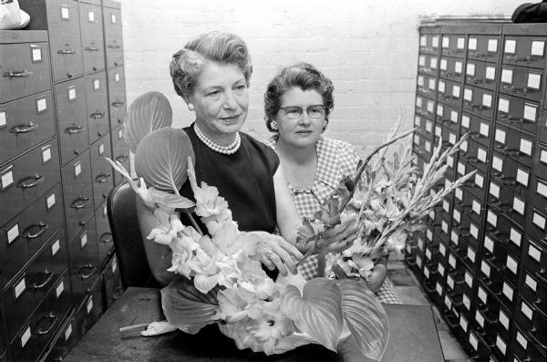 Flower arrangement and color displays of gladiolus are highlighted at the annual Madison Gladiolus Society flower show in the lobby of the City-County Building. Shown arranging blooms are (L-R) Mrs. John B. Wear, 69 Fuller Dr., and Mrs. Leonard Dunn, 1206 Mendota St.