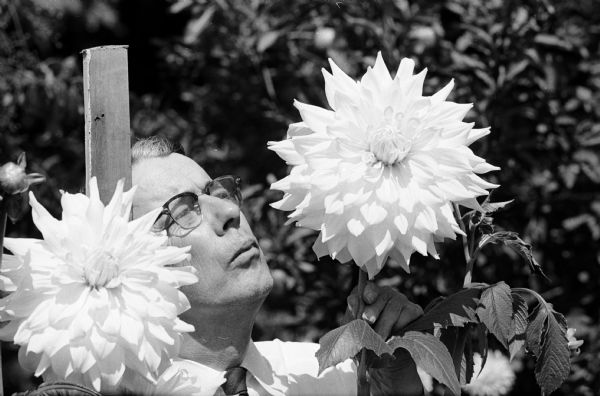 H.I. Peterson, longtime dahlia fancier, examines some of the dahlias in his garden as he decides which ones to enter in the annual Dahlia and Flower Show sponsored by the Badger State Dahlia Society.