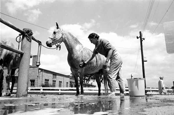 Low angled view of a woman scrubbing a tethered horse with a puddle of water beneath them. The woman and owner is Caroline West of Burlington. Her horse is "Grey Phantom." They are at the Dane County fairgrounds for the ninth annual All Arabian Horse Show.