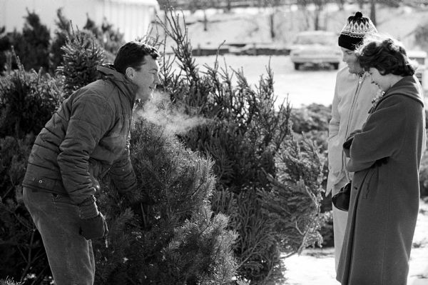 A couple considers a cut Christmas tree presented to them by a salesman, possibly Bill Stokes. One of a series of photos taken at a YMCA Christmas tree lot on University Avenue for an article about what it's like to be a Christmas tree salesman.