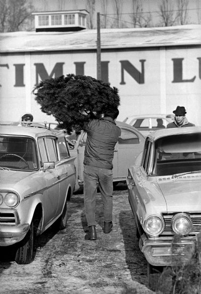 One of a series of photographs taken at a YMCA Christmas tree lot on University Avenue for an article about what it's like to be a Christmas tree salesman. A salesman (Bill Stokes?) is loading a Christmas tree onto a car.