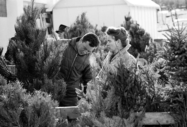 One of a series of photographs taken at a YMCA Christmas tree lot on University Avenue for an article about what it's like to be a Christmas tree salesman. A salesman (Bill Stokes?) is looking at the trunk of a tree with a woman looking on.
