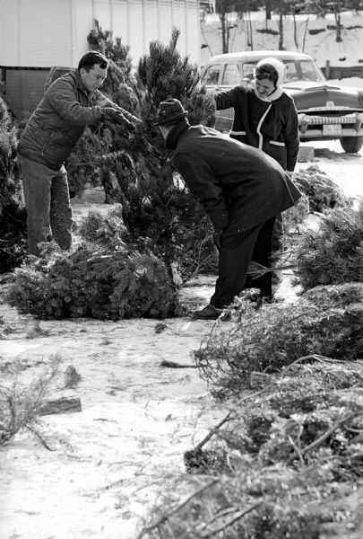 One of a series of photographs taken at a YMCA Christmas tree lot on University Avenue for an article about what it's like to be a Christmas tree salesman. A salesman (Bill Stokes?) is holding up a tree while a couple is standing by looking closely at the tree.