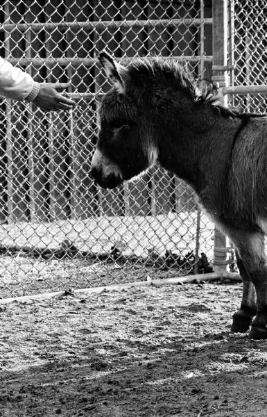 Sicilian donkey at the Vilas Park Zoo.