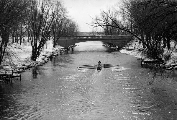 The University of Wisconsin crew is rowing down the Yahara River on a practice run, the four oarsmen stirring the water as they go.