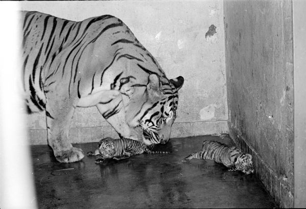 Mother tiger sniffing her five-day old sleeping infant twins. The tigers are living at the Henry Vilas zoo.