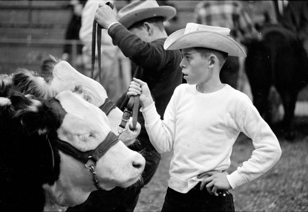 Danny Geffert, age 12, from Reedsburg, is helping his brother, David, in showing the champion Hereford pair of beef calves at the Southern Wisconsin Junior Livestock Exposition at the Dane County fairgrounds.