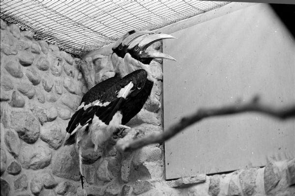 The Henry Vilas Park Zoo adds hornbills, thanks to a gift from the Monona Grove Civic Club. New zoo residents include a pair of Indian hornbills.