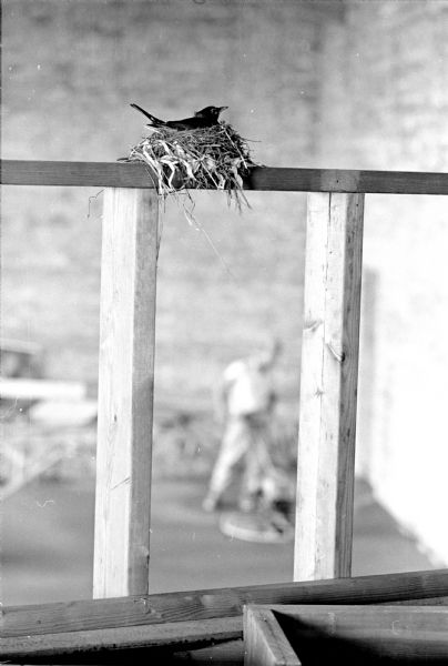 A robin sitting peacefully on her nest on a railing of the choir loft of a church in the midst of construction. Workmen are seen in the background. The church is located at 5701 Raymond Road. The church pastor, Rev. J. Clemmons Peterson, labeled the robin "my first new choir member."