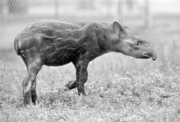 The original caption states: "This South American Mountain Tapir from Ecuador prancing about his new home at the zoo, where he and his mate made their first Madison appearance."