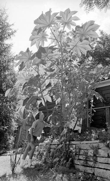 Barbara Culver (11), 1123 Edgehill Drive admiring a 10-foot tall castor bean plant planted by Mrs. Carl Dutton, 1101 Edgehill Drive.