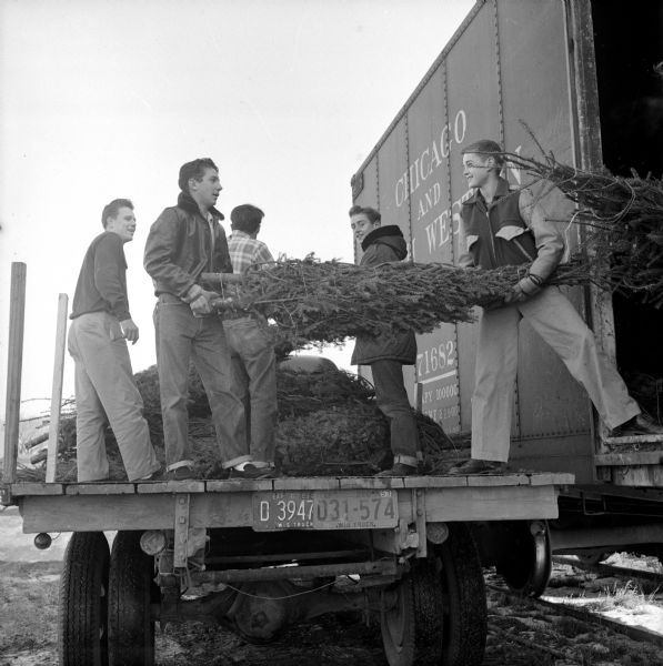 Boy Scouts of the Four Lakes Drum and Bugle Corps are unloading holiday trees from boxcars at the Gisholt Machine Company, where they have set up a lot to sell them. In the foreground are Jerry Scallon and John Cornwell, in the background are Eugene Bjornstad, Edwin Sanborn and John Toynton.