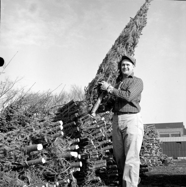 Kenneth Boller picks one tree from a stack to set up for display in the Boy Scouts Four Lakes Drum and Bugle Corps Christmas sale lot at the Gisholt Machine Company property.