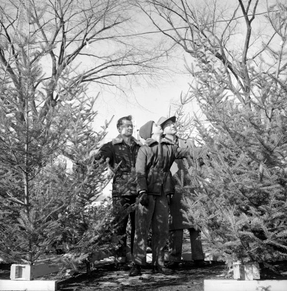 Boy Scouts of the Four Lakes Drum and Bugle Corps have set up a lot to sell Christmas trees at the Gisholt Machine Company. Examining one of the tallest Christmas trees on the lot are John Price, Bill Knapp and Bill's father, Frank Knapp.