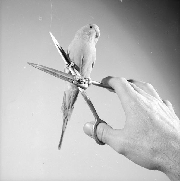 Parakeet Mike posing on one blade of a pair of scissors belonging to barber Roy Brumley, who works at the Belmont Hotel barber shop. Brumley is holding the scissors open and steady for the bird.