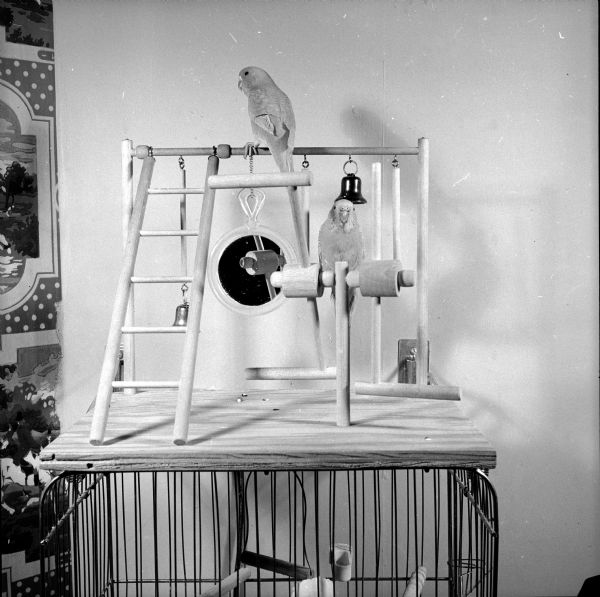Parakeets Mike and Mac perching in their playground in the Belmont Hotel's barbershop. The wooden jungle gym that is sitting on top of their cage includes a ladder, bell, and mirror.