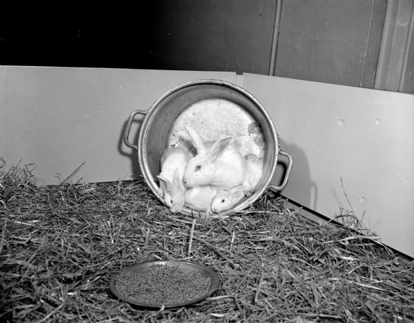 Rabbits in a special exhibit at Vilas Zoo.