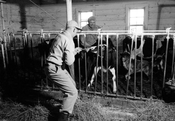 Farmer George Stenjen (right) helping veterinarian Dr. R.H. Romaker (left) coax a calf into a stanchion for a brucellosis vaccination.
