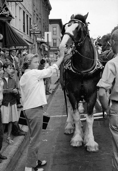 A girl petting the nose of one of the Budweiser Clydesdale horses off the Capitol Square. The horses were in Madison and viewed on University Avenue, State Street, the Capitol Square at the Park Hotel corner, and at Madison Motors on 332 West Johnson Street.