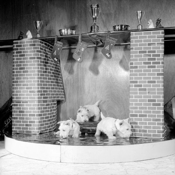 Three white Scottish terriers, owned by Mr. and Mrs. Charles Garthright of Oregon, are sniffing around a studio-built fireplace before Christmas. On the mantle above are Scottie figurines and trophies.