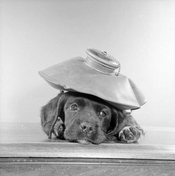 Puppy lying down, head between its front paws, with an ice pack on its head.