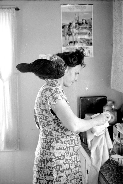 Mrs. Arthur Straight washing dishes in her rural home with pet hen "Minnie" on her shoulder.