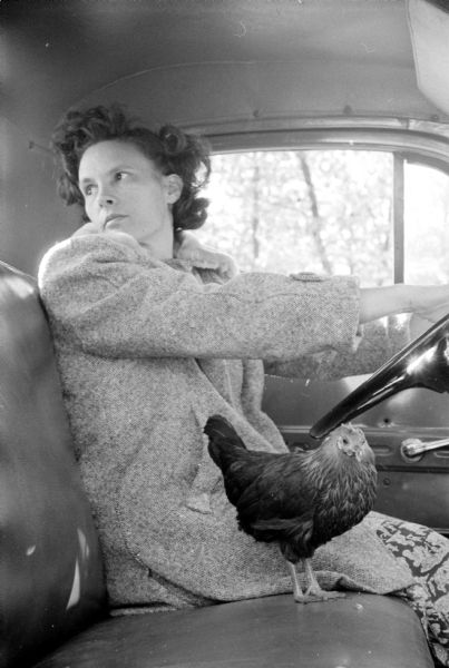 Pet hen "Millie" riding in the front seat with Mrs. Arthur Straight as she drives the family truck.