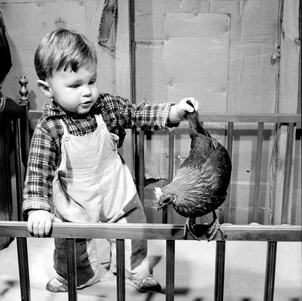 Fourteen-month-old Charles Straight, playing in his wooden crib with the family pet hen "Minnie" by tugging on the tail, in their rural home. The walls are covered in cardboard.
