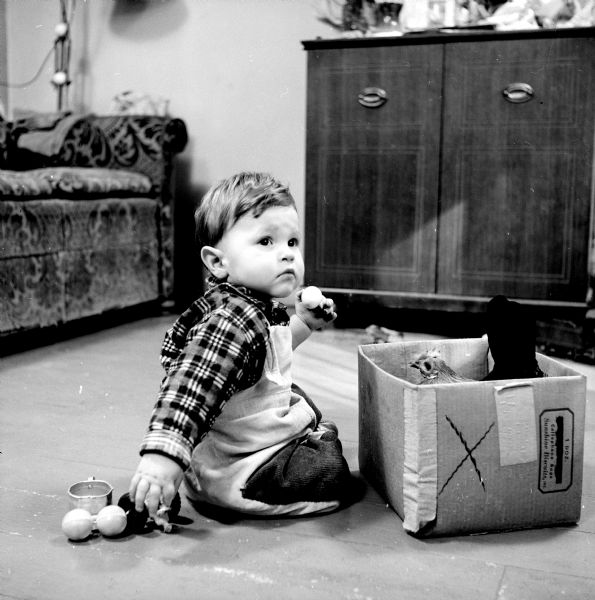 Fourteen-month-old Charles Straight is holding an egg laid by the family pet chicken "Millie" that is sitting in a cardboard box.