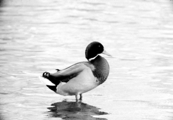 Profile of a mallard duck standing in water.