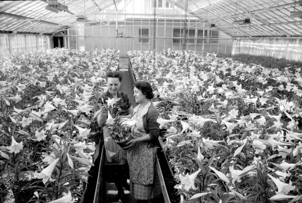 Two nursery employees, Florance Dohm and Angeline Magnasco, examining a blooming plant among the tables full of blooming lilies ready for delivery inside a large greenhouse. The women are employed by Rentschler Floral Company at 2 Highland Avenue.