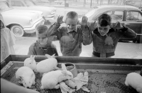 Three boys are pressing their noses to the window of a pet shop on a busy Monroe Street, while viewing five rabbits. Two boys have their thumbs in their ears so as to imitate rabbit ears. The boys are (left to right): John Purucher, age 5; Eric Nelson, age 10; and Lyman Edds, age 10.