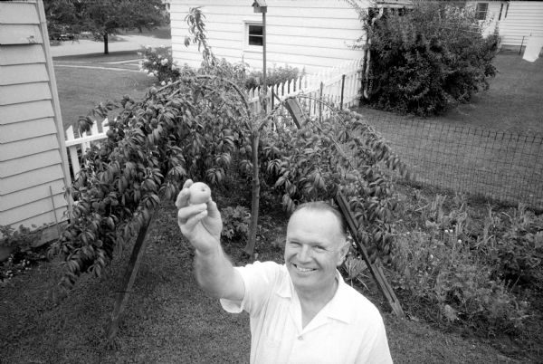 Edward H. Unger at 4606 Wallace Avenue on the East Side picks a peach from a tree in his backyard that he planted as a peach stone four years ago. His harvest this year will yield about a bushel. The tree has so many peaches he needs to prop up the branches with sticks.