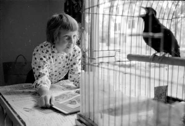 "Whooopee, whoopee! Is it true, is it true?" says Harvey, a Mina bird cared for by ten-year old Catey Doyle and owned by Professor John T. Emlen (of 2122 Van Hise Avenue). Catey has been caring for the pet bird at her home (216 Campbell Street), while the owner is away on vacation. Harvey was once owned by Senator William Proxmire.