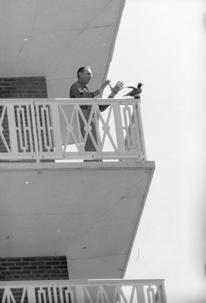 A fake duck sitting on the railing of a balcony at the Town House Apartments, 111 West Main Street. The stuffed duck was placed there by "trickster" Fred North, apartment building custodian. Mr. North is shown here poised to "capture" the bird.